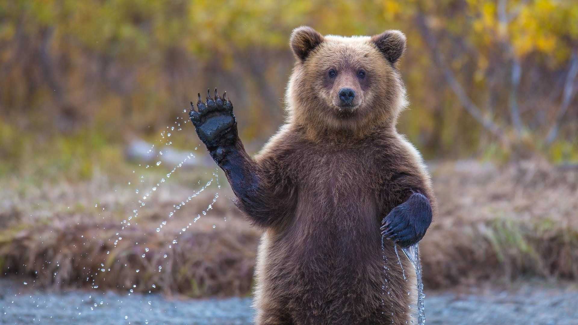 Bear Wallpaper Desktop 1