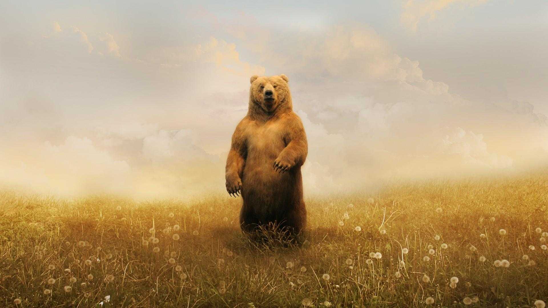 Bear Wallpaper PC 1