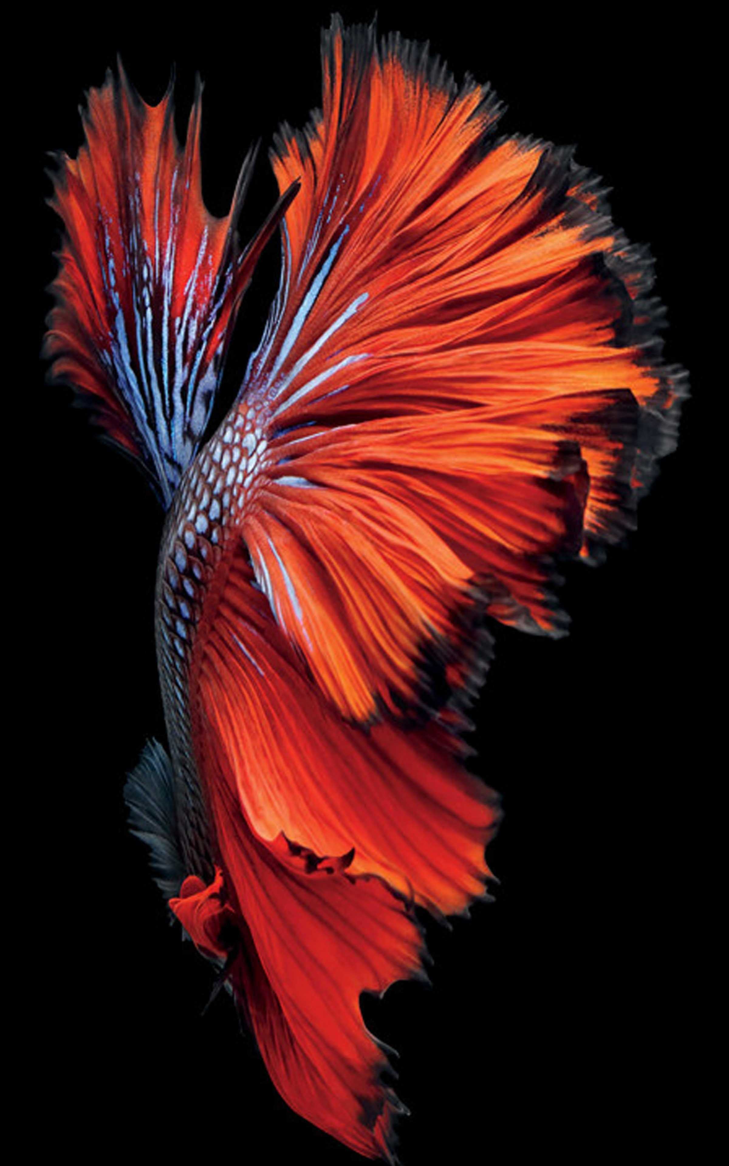 Betta Fighting Fish Wallpaper 1 Betta Fighting Fish Wallpaper