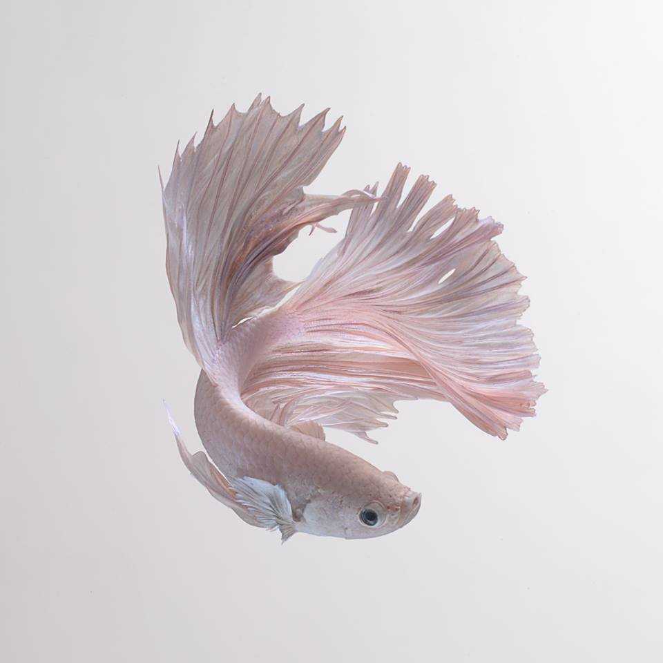 Betta Fish Background 1 Betta Fish Background