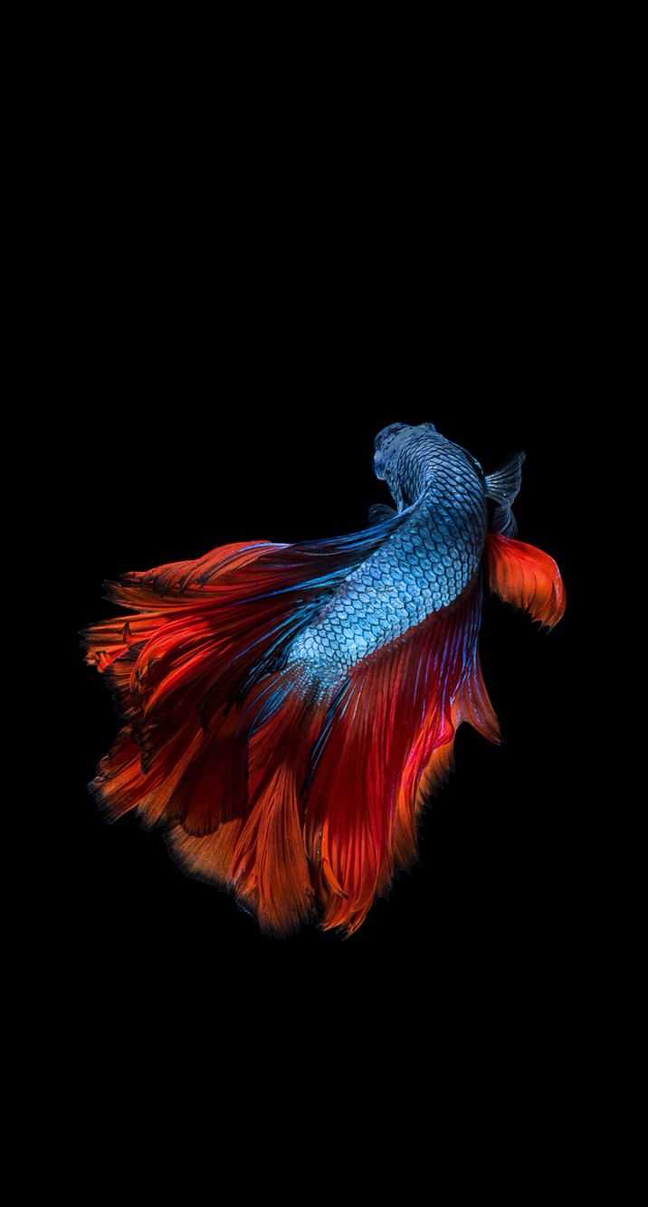 Betta Fish Lockscreen 1 Betta Fish Lockscreen