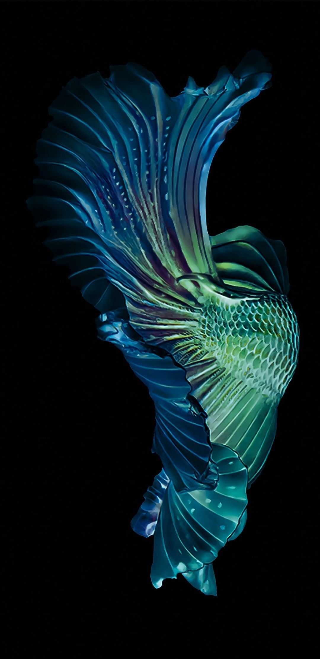 Betta Fish Wallpaper 1 Betta Fish Wallpaper 1