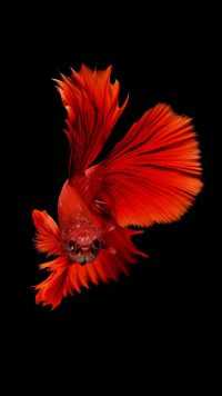 Fighter Fish Wallpapers