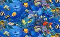 Fish Wallpaper Desktop