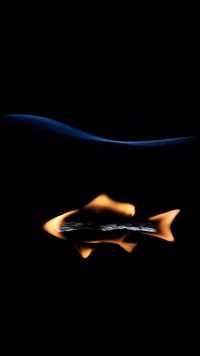 Fish Wallpaper Phone