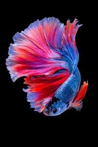 Fish Wallpapers 7