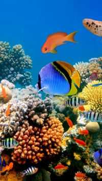 Fish Wallpapers 8