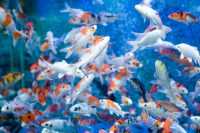 Fish Wallpapers 6