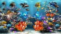 HD Fish Wallpaper 4