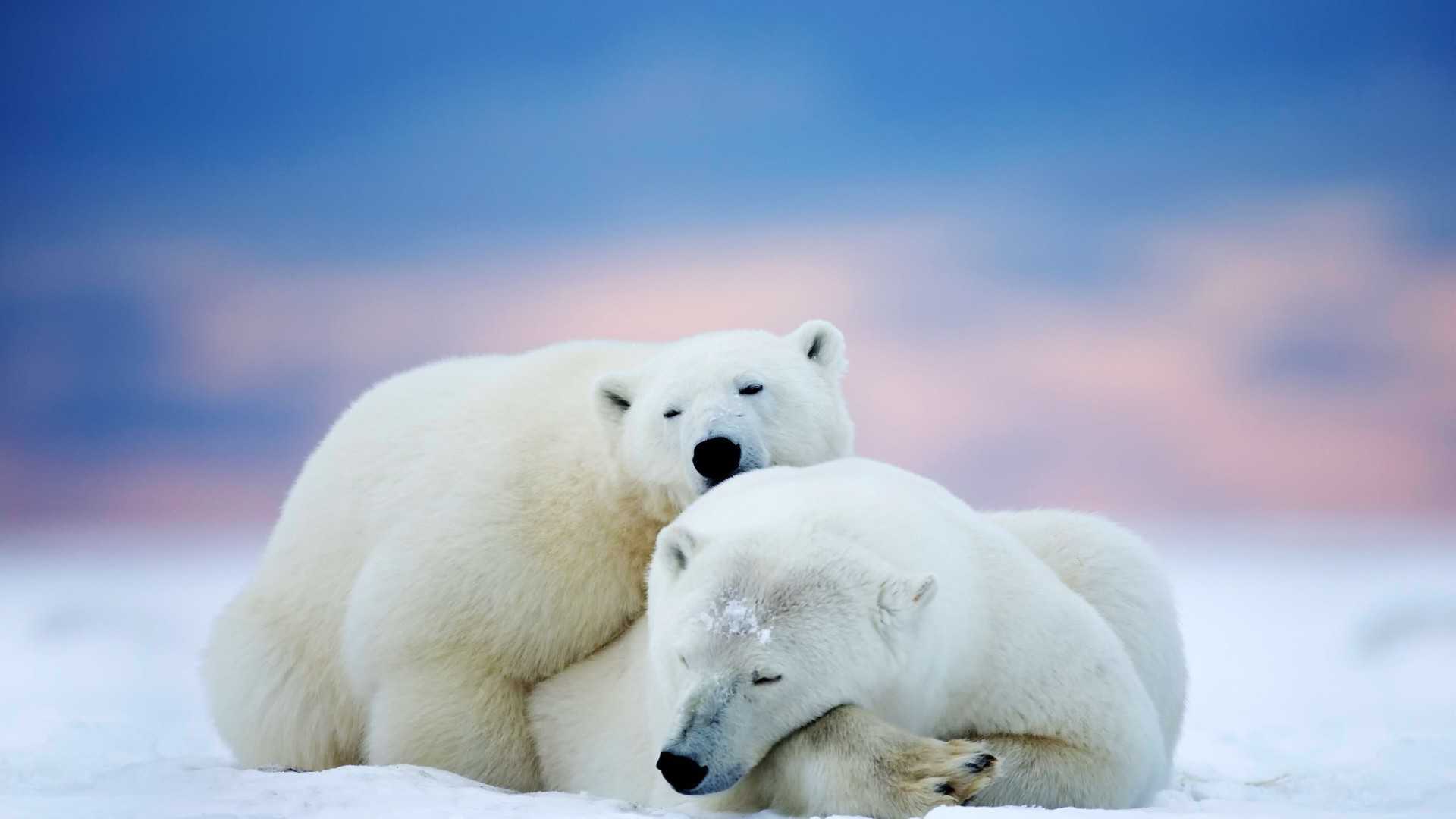 HD Polar Bear Wallpaper 1