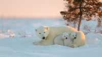 HD Polar Bear Wallpapers 8