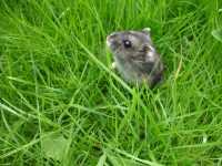 Hamster Background 4