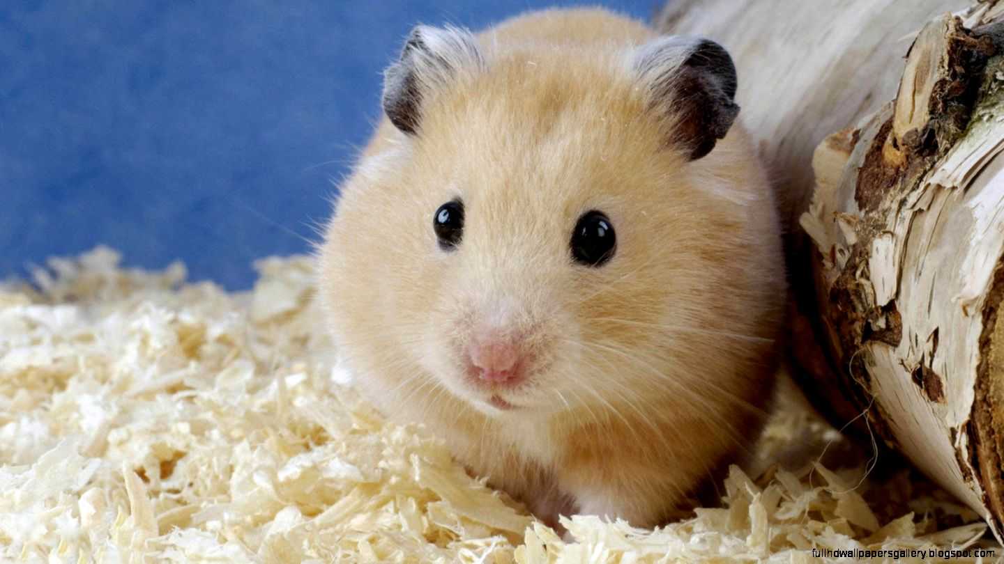 Hamster Wallpaper 1 Hamster Wallpaper 1