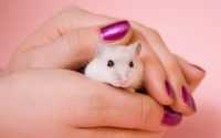 Hamster Wallpaper 2