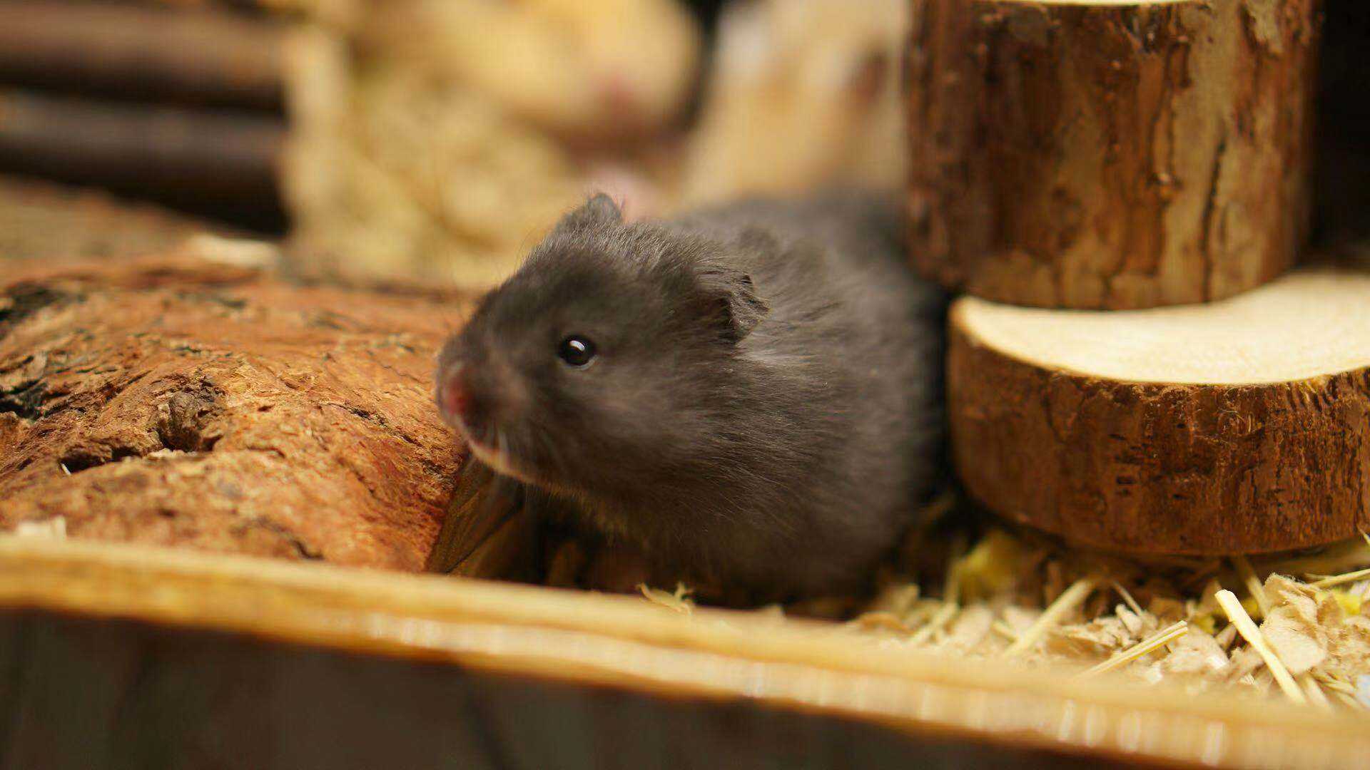 Hamster Wallpaper 1 Hamster Wallpaper 1