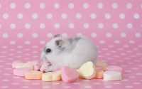 Hamster Wallpaper 7