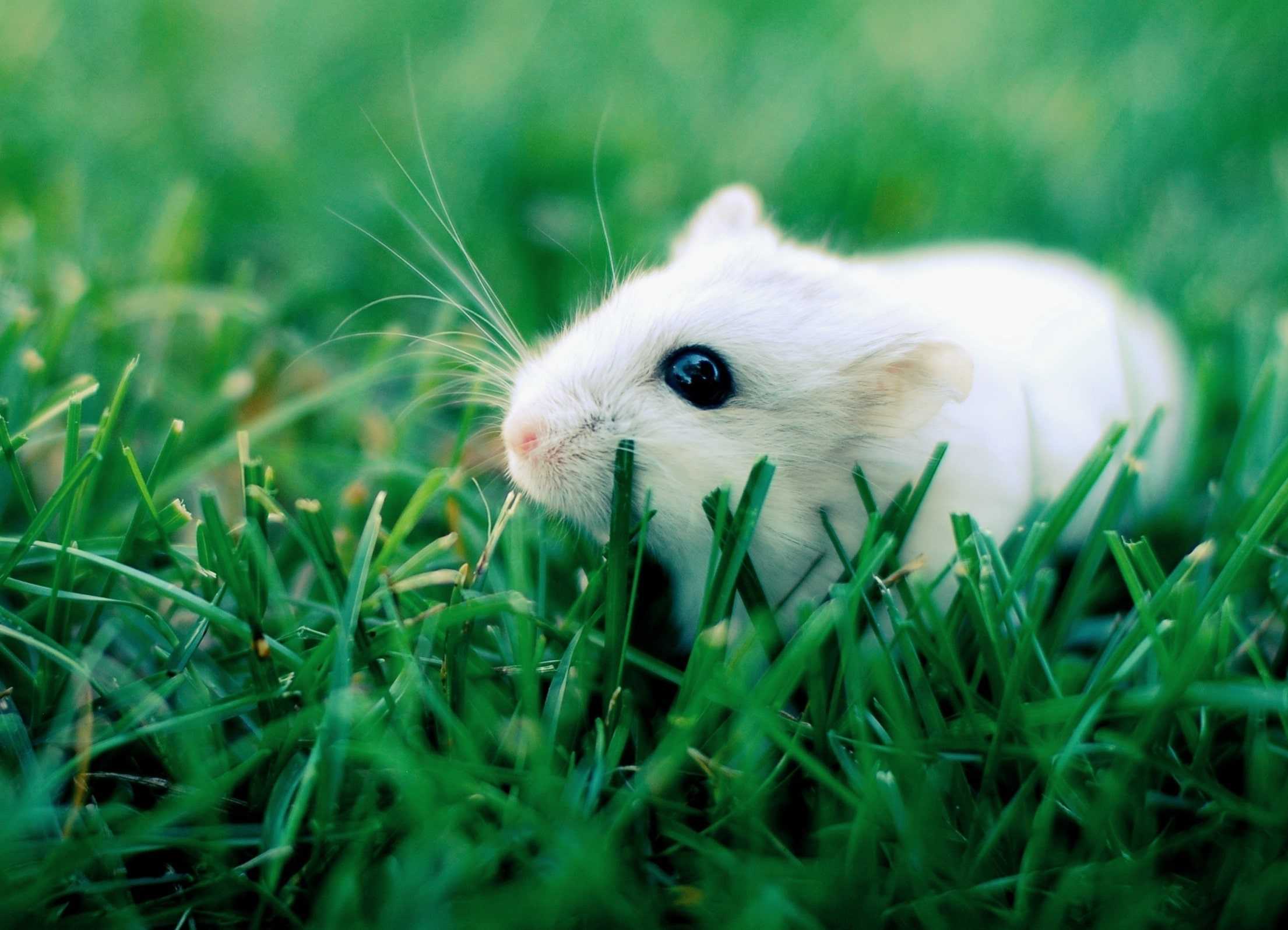 Hamster Wallpaper 1 Hamster Wallpaper 1