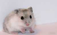 Hamster Wallpaper 4