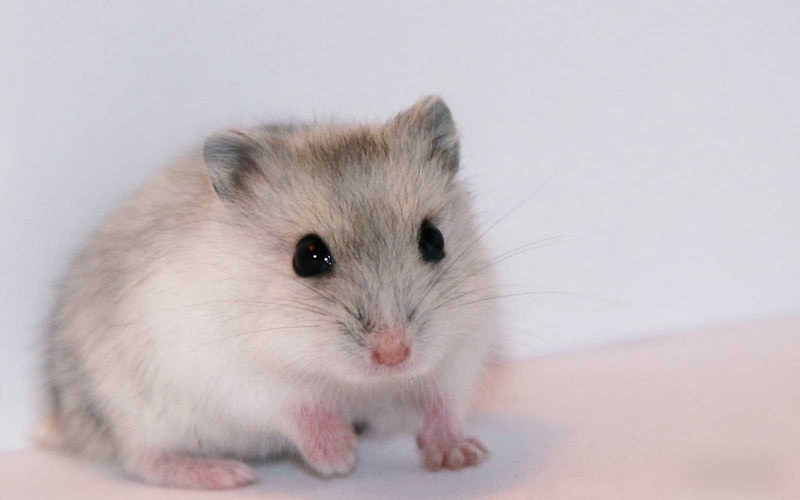 Hamster Wallpaper 1 Hamster Wallpaper 1