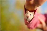 Hamster Wallpaper