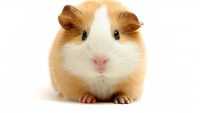 Hamster Wallpapers 3