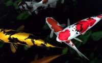 Koi Fish Wallpaper 5
