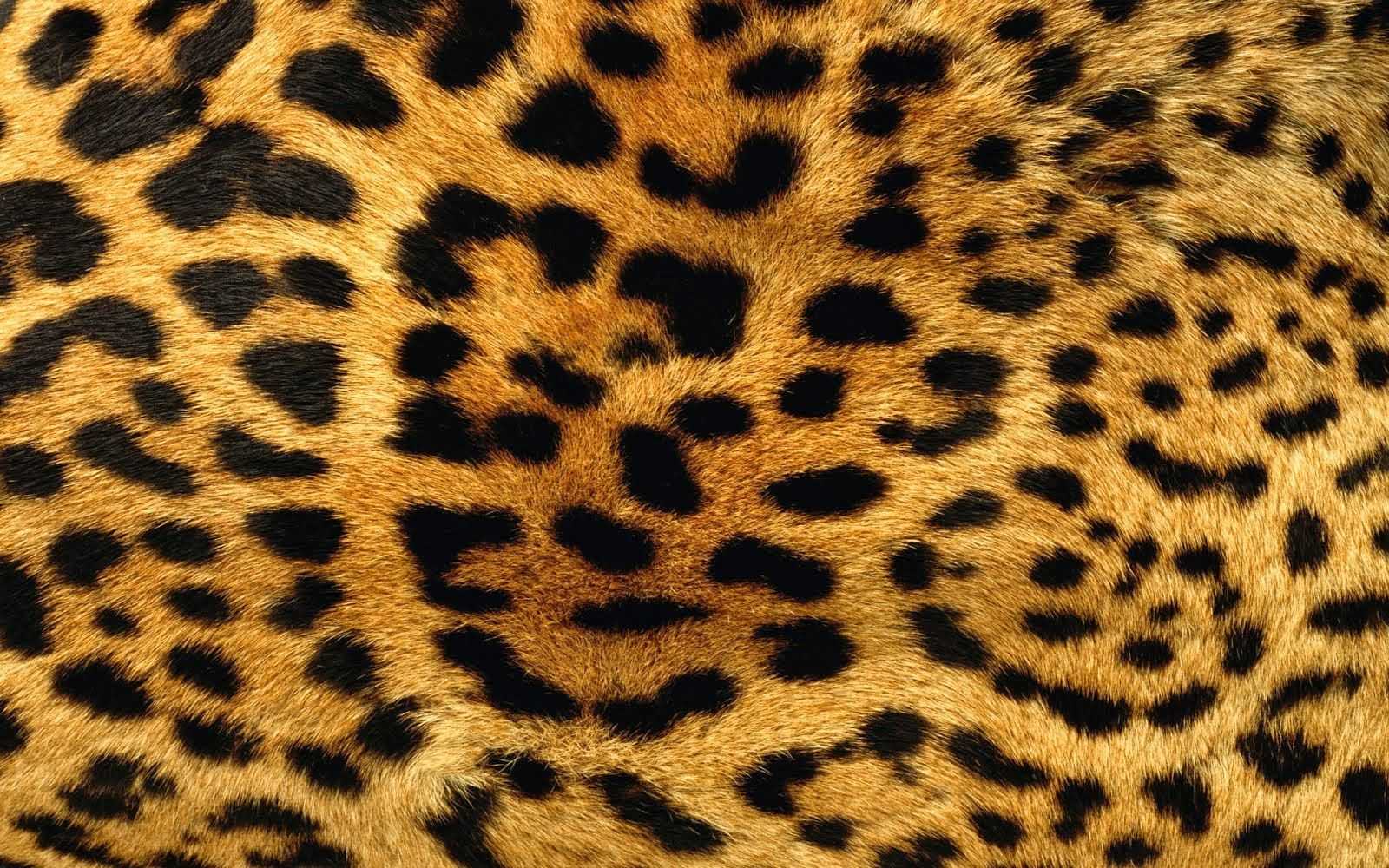 Leopard Print Wallpaper PC 1