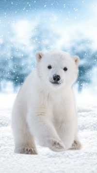 Polar Bear Wallpaper 5
