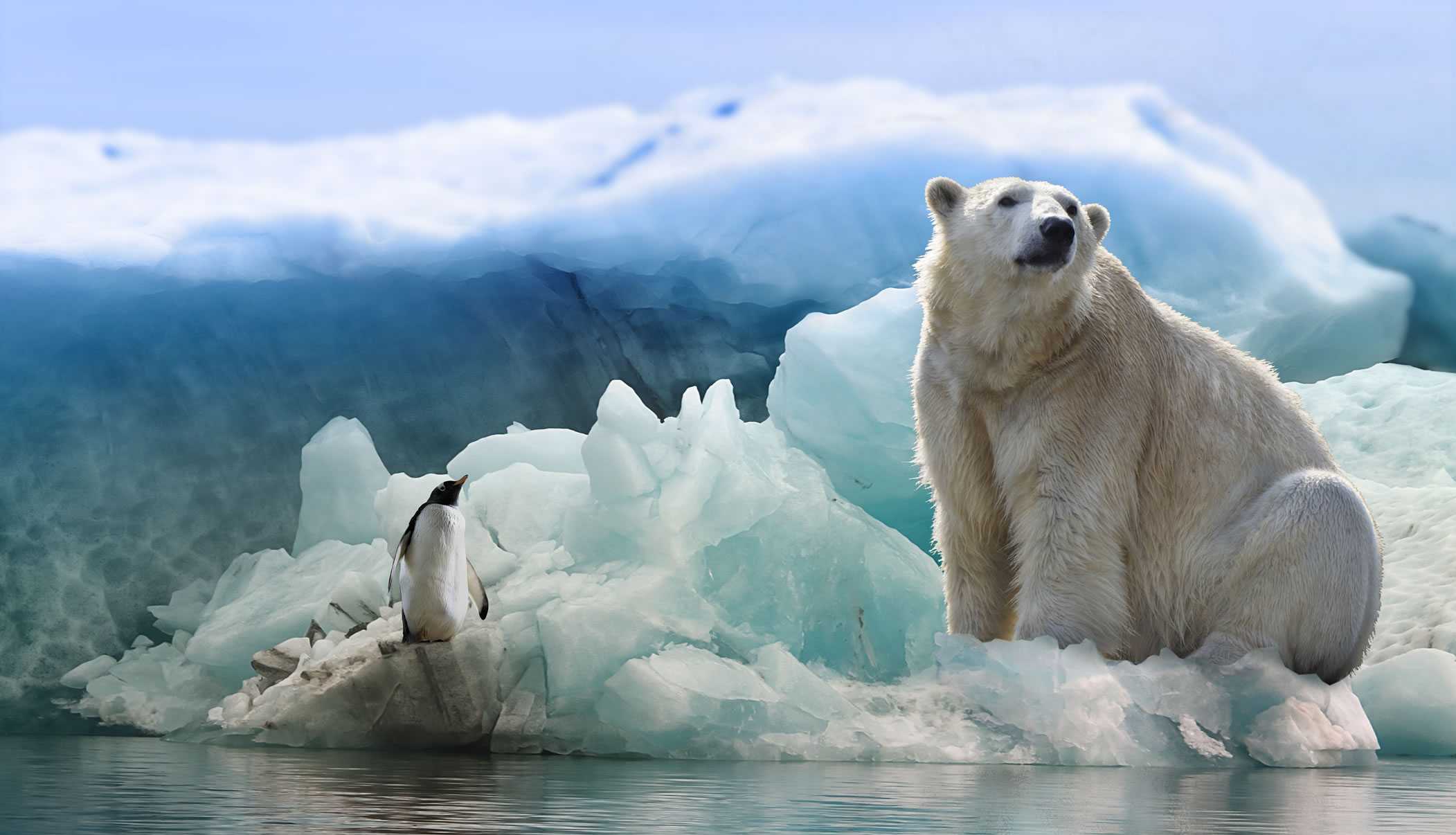 Polar Bear Wallpaper Desktop 1