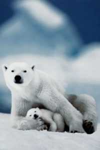 Polar Bear Wallpaper iPhone 5