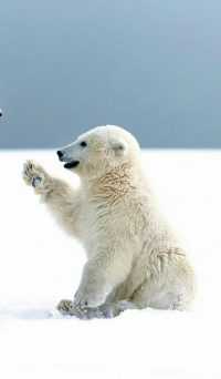 Polar Bear Wallpaper iPhone 6