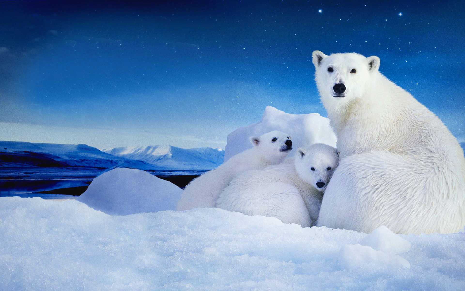 Wallpaper Polar Bear 1