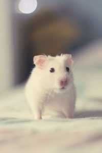 White Hamster Wallpaper 7