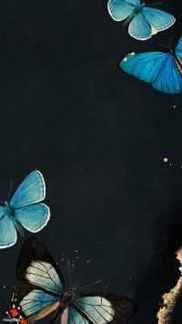 Blue Butterfly Wallpaper 2