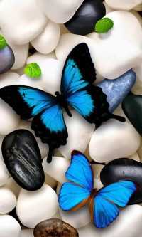 Blue Butterfly Wallpaper 5