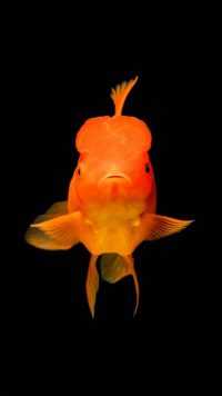 iPhone Fish Wallpaper 1