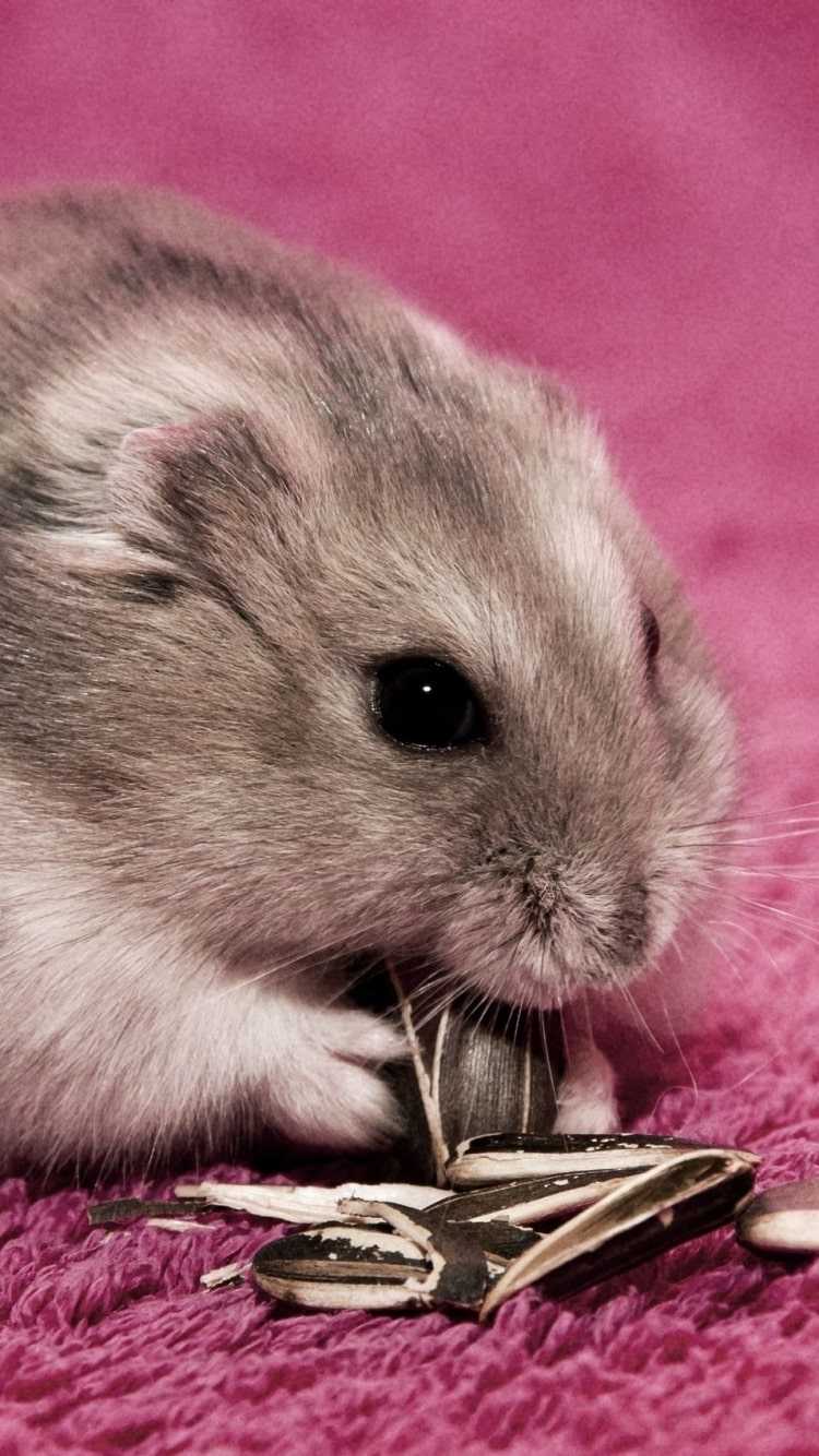 iPhone Hamster Wallpaper 1 iPhone Hamster Wallpaper 1