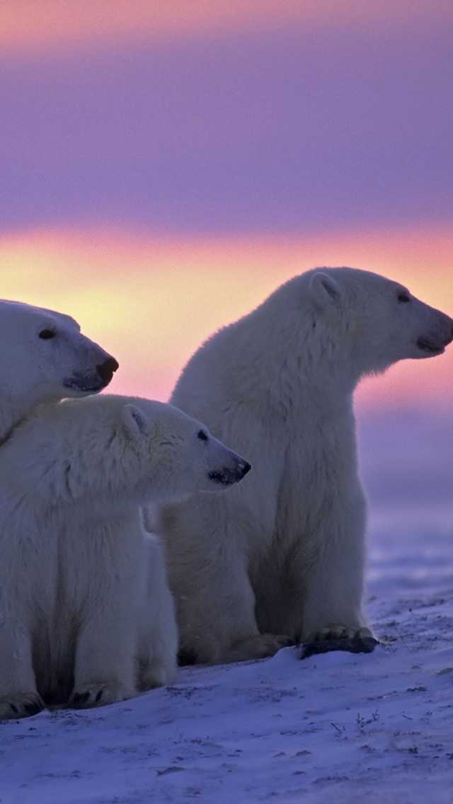 iPhone Polar Bear Wallpaper 1