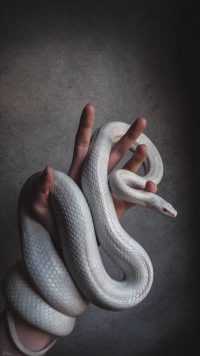 Snake Wallpaper 4