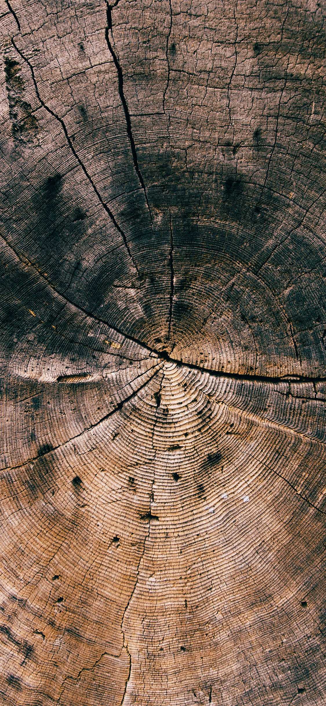 Wood Wallpaper 1 Wood Wallpaper 1