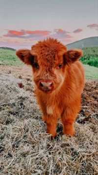 Baby Cow Wallpaper 6
