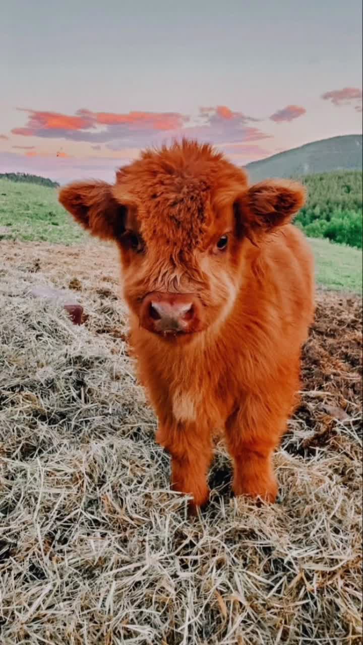 Baby Cow Wallpaper 1