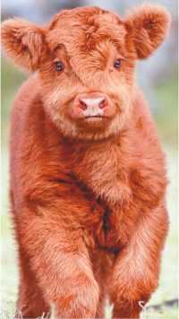 Baby Highland Cattle Wallpaper 5