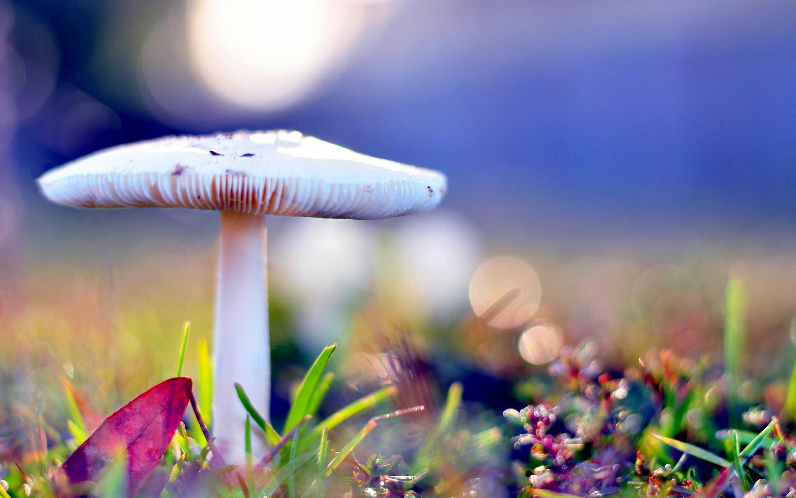Blurry Mushroom Wallpaper 1