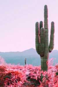 Cactus Background 5