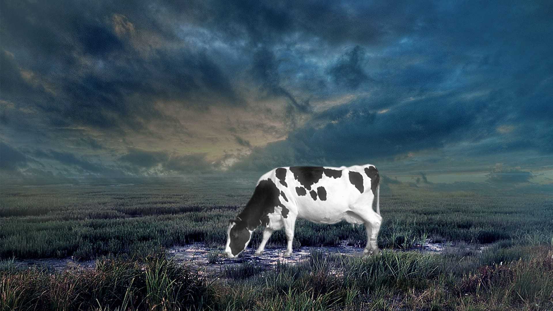 Cow HD Wallpaper 1 Cow HD Wallpaper 1