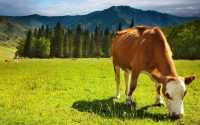 Cow Nature Wallpaper 3