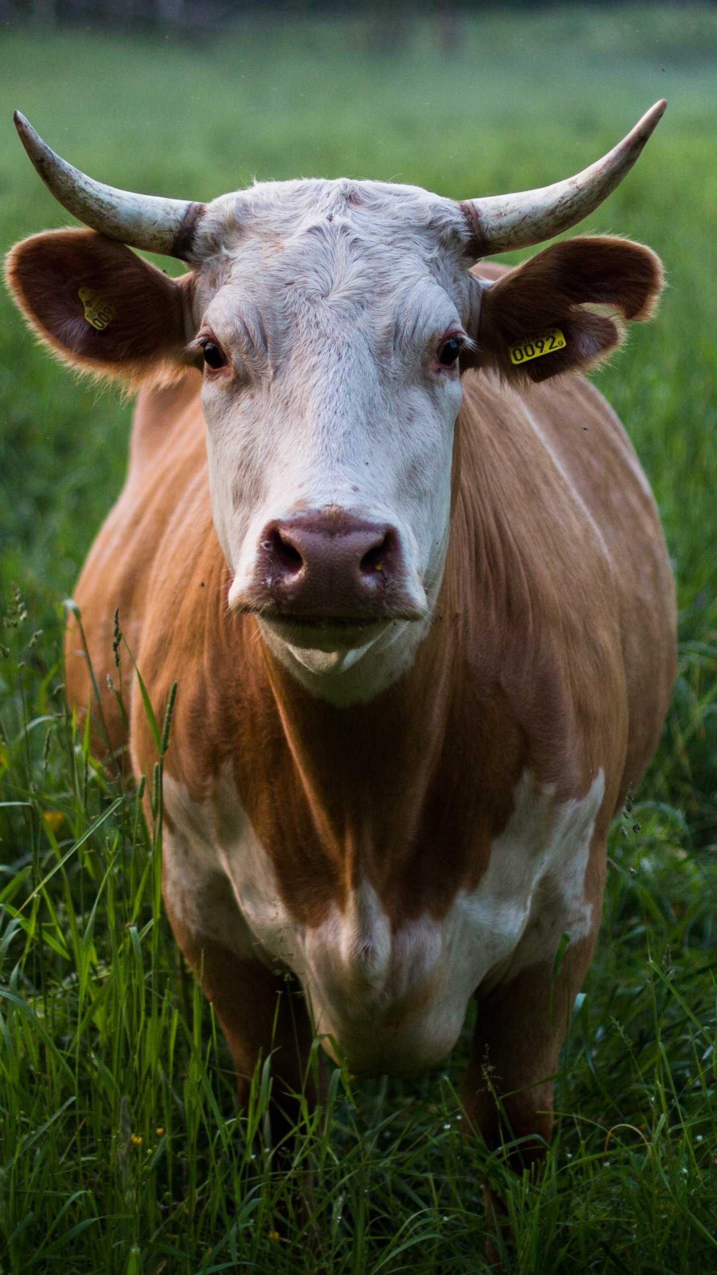 Cow Wallpaper Android 1 Cow Wallpaper Android 1