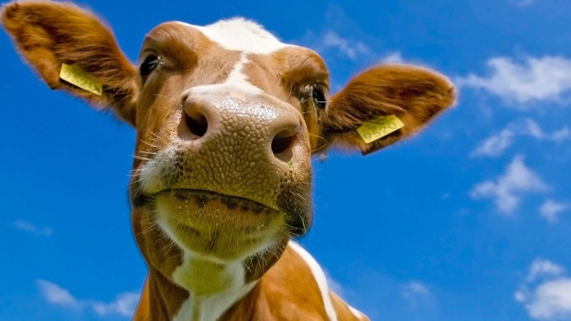 Cow Wallpaper HD 1 Cow Wallpaper HD 1
