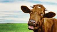Cow Wallpaper PC 7